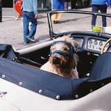 Zlot motoryzacyjny dla zwierzaków przy wiatrakach
